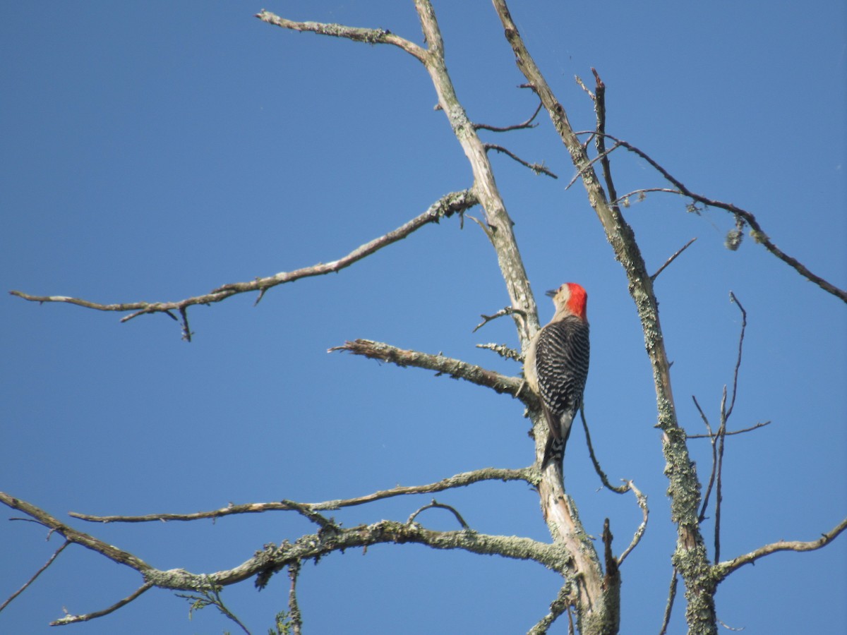 Red-bellied Woodpecker - ML605947381