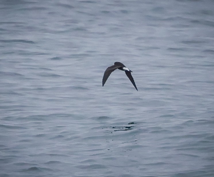 storm-petrel sp. - Jill Dale