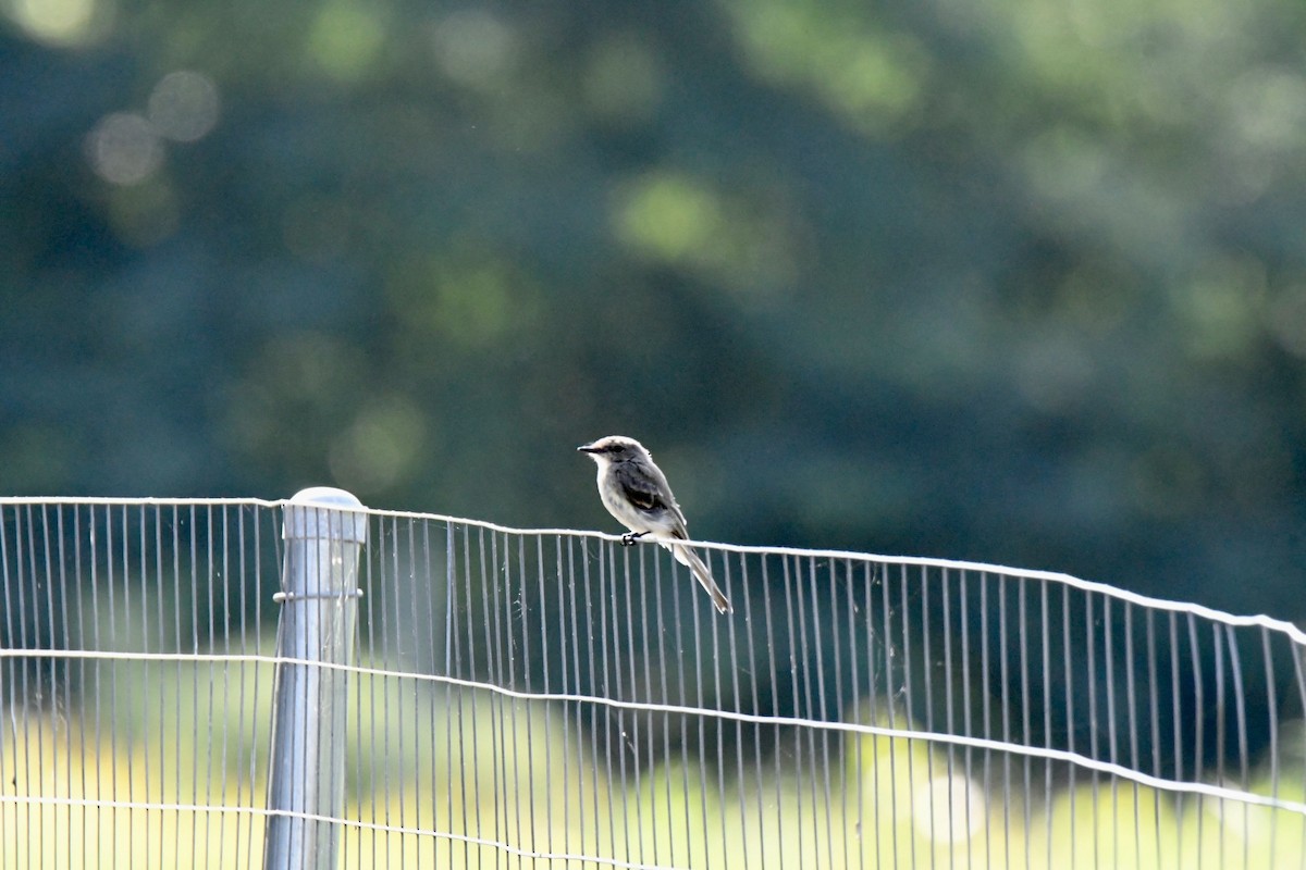 Eastern Phoebe - ML605947791