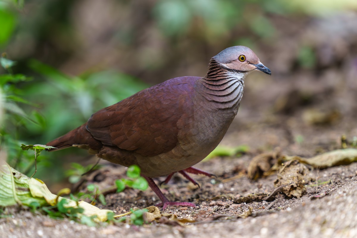 White-throated Quail-Dove - ML605948341