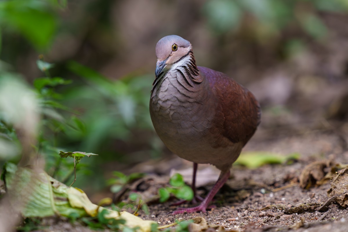 White-throated Quail-Dove - ML605948351