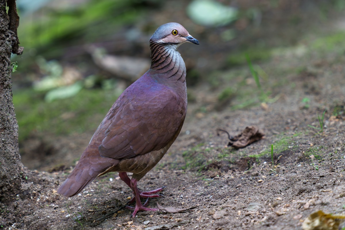 White-throated Quail-Dove - ML605948361