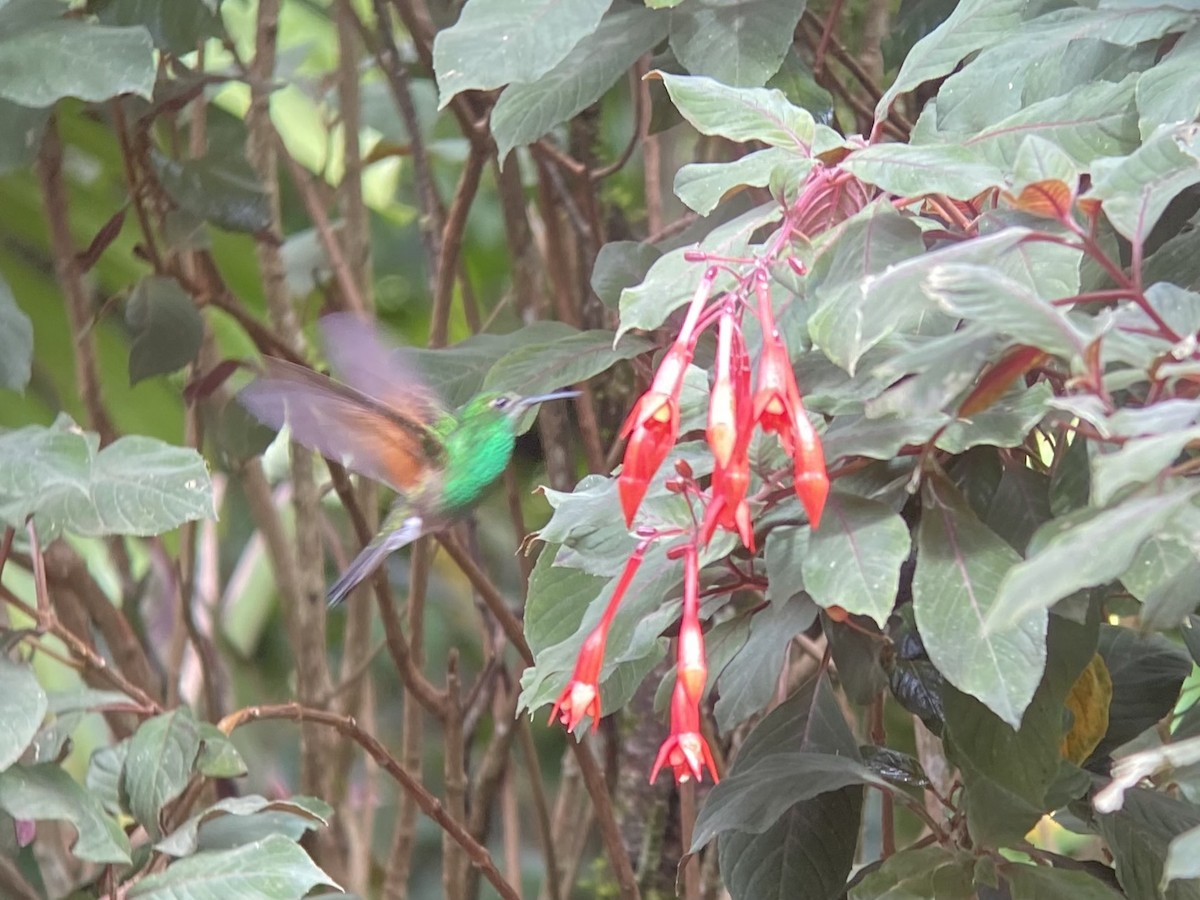 kolibřík páskoocasý - ML605948521