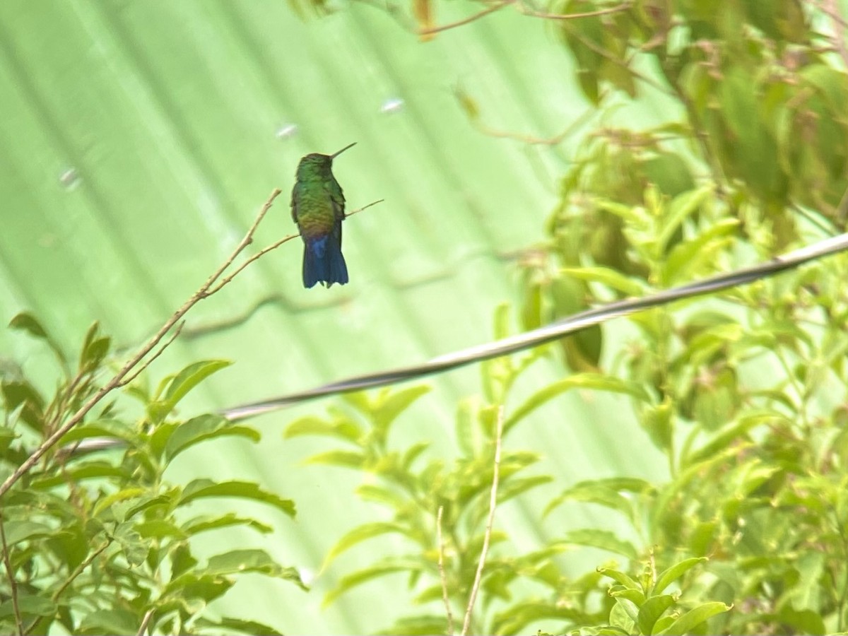 Blue-vented Hummingbird - ML605948761