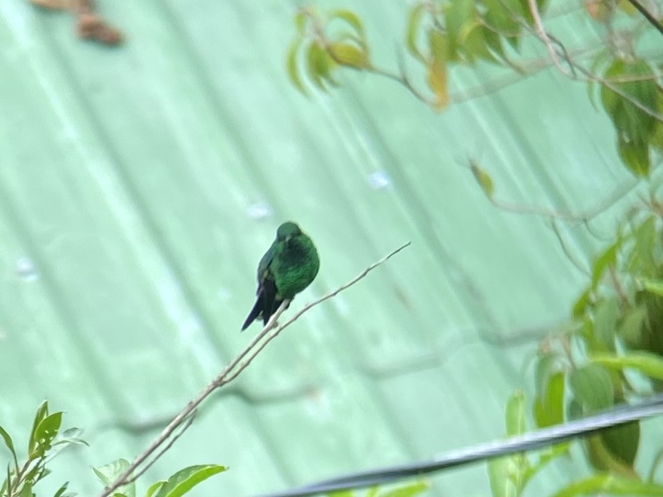 Blue-vented Hummingbird - ML605948781