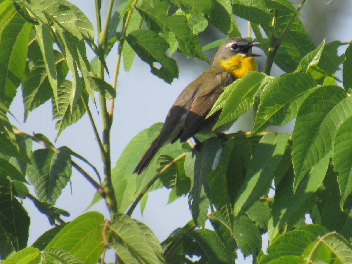 Yellow-breasted Chat - ML605948971