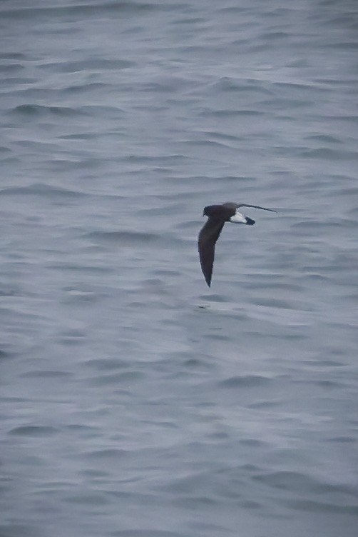 storm-petrel sp. - Jill Dale