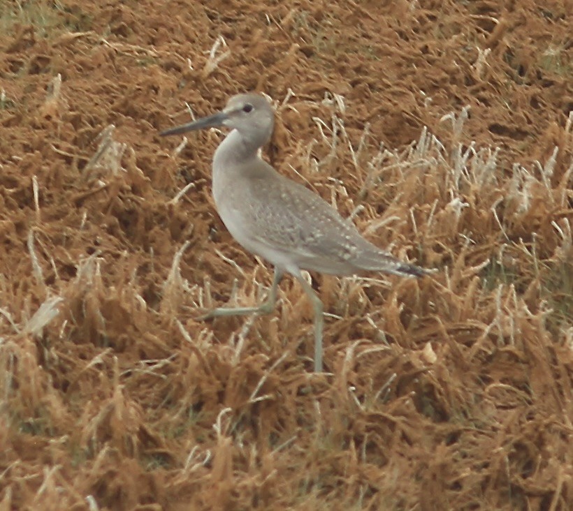 Chevalier semipalmé - ML605949791