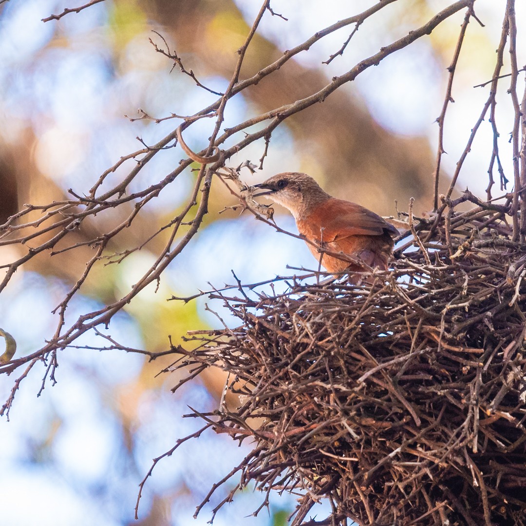 Chestnut-backed Thornbird - ML605950561