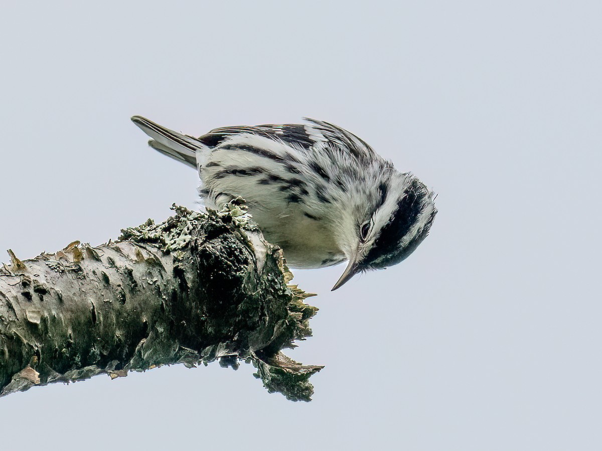 Black-and-white Warbler - ML605951561