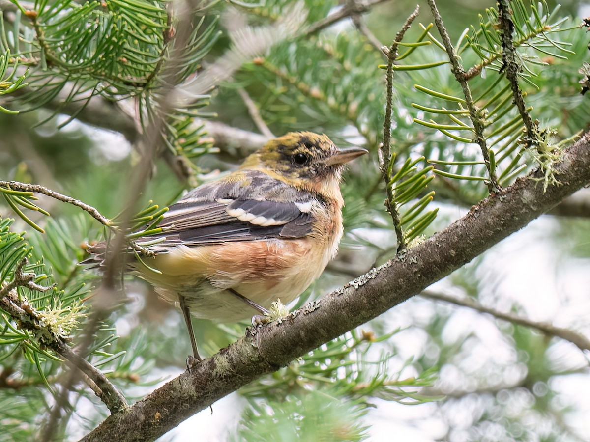 Bay-breasted Warbler - ML605951621