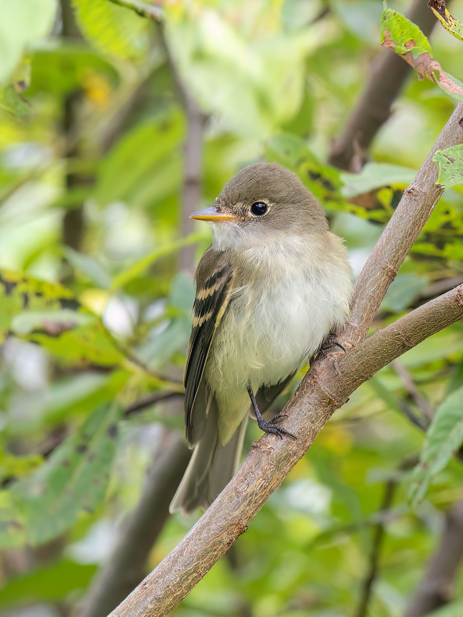 Alder Flycatcher - ML605951921