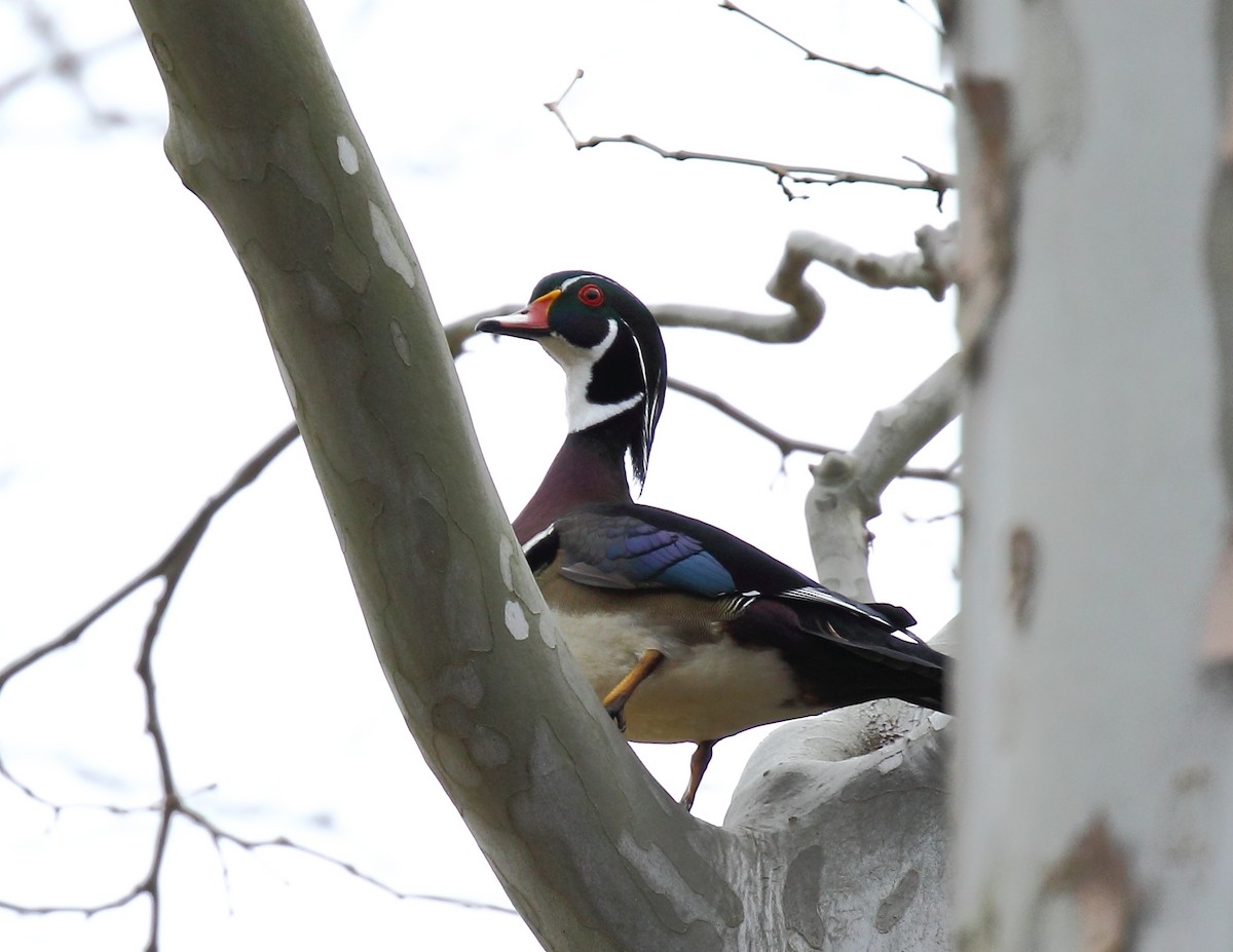 Каролінка - ML60595251