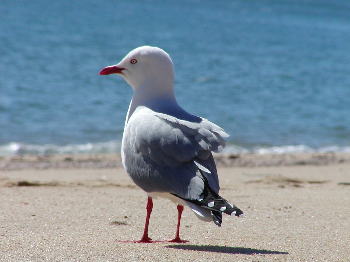 Silver Gull - ML605952591