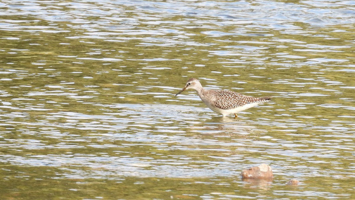 Lesser Yellowlegs - ML605952881