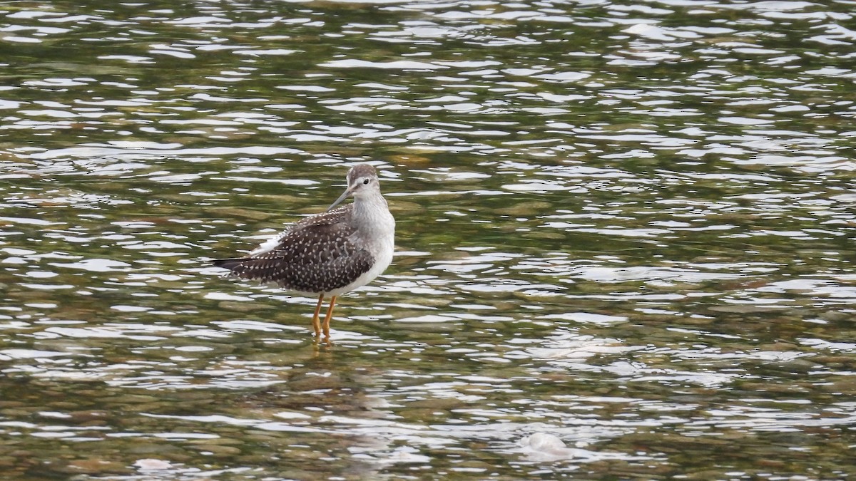 Lesser Yellowlegs - ML605952891