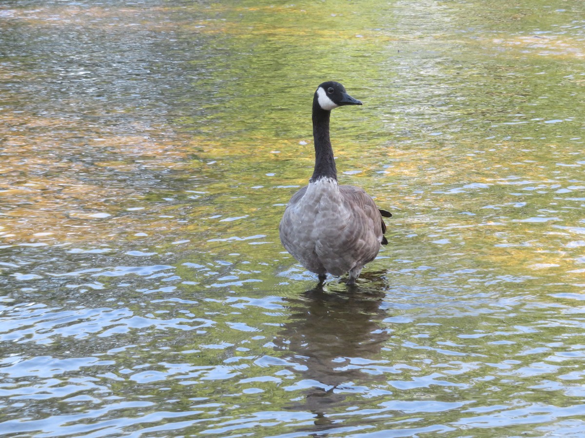 Canada Goose - Christine Cote