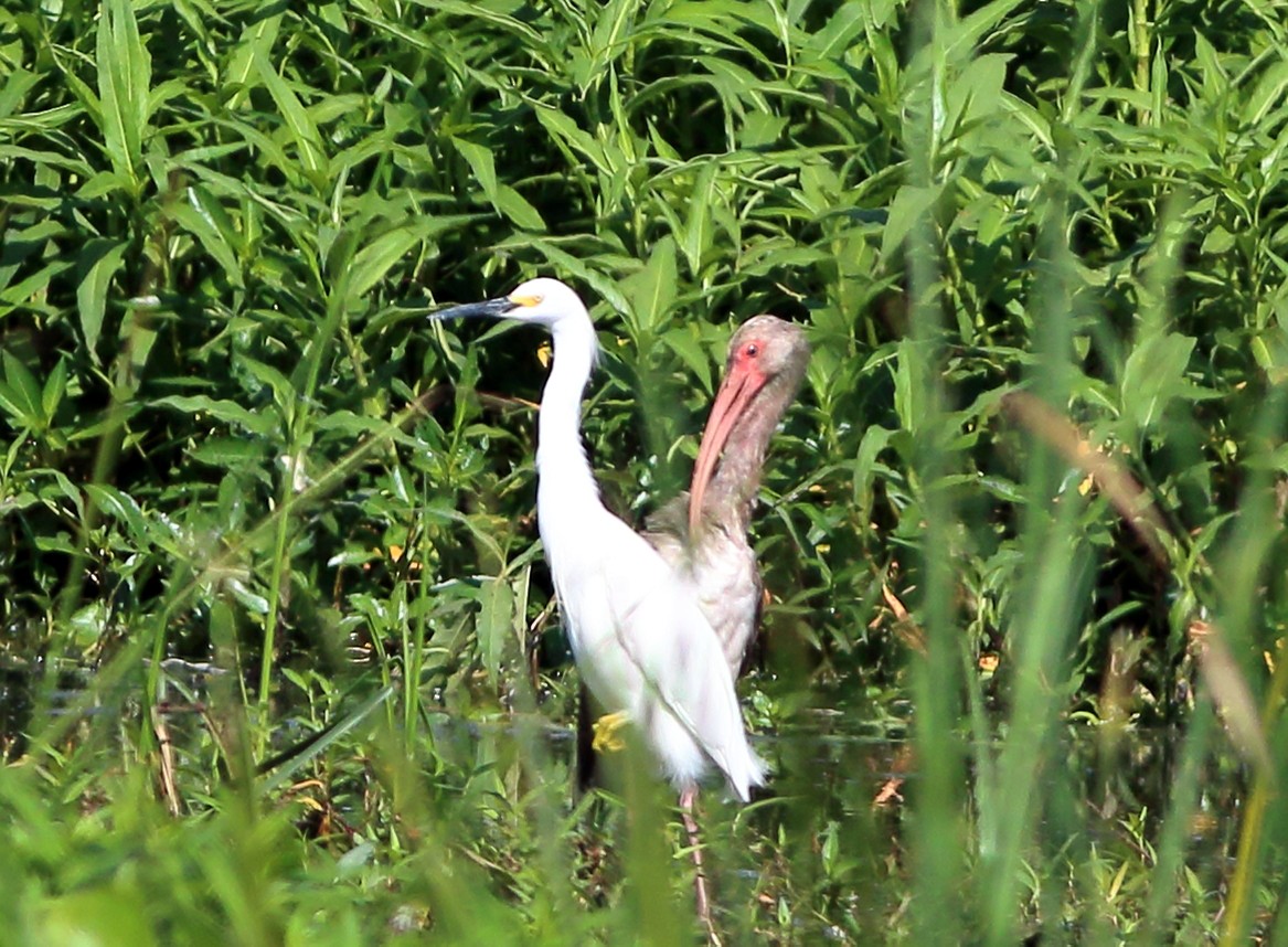 White Ibis - Patricia Isaacson