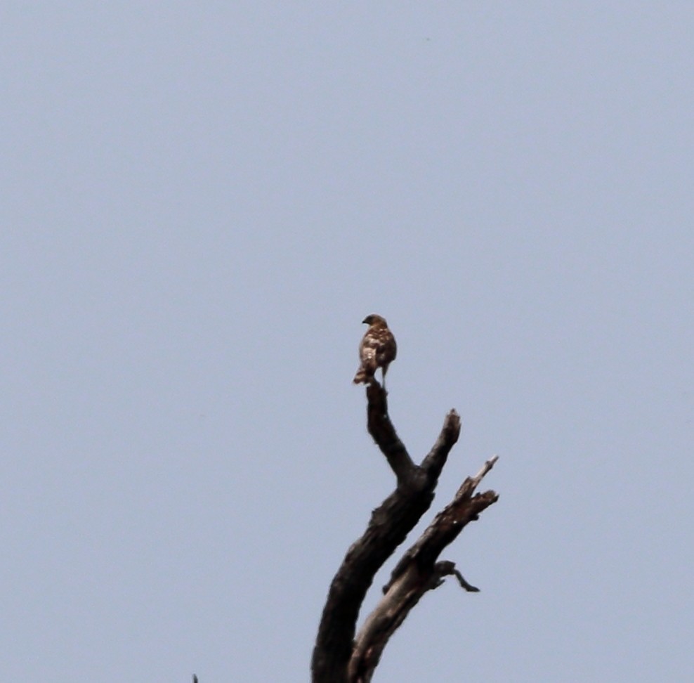 Red-shouldered Hawk - Patricia Isaacson