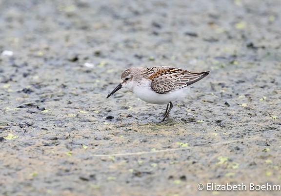 Western Sandpiper - ML605955531