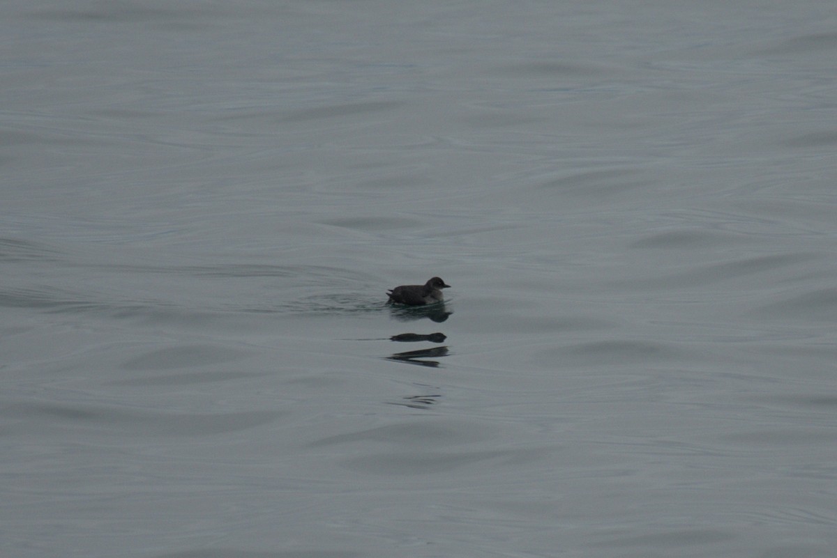 Cassin's Auklet - ML605956191