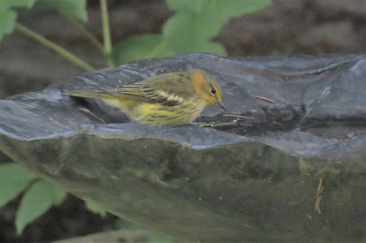 Cape May Warbler - ML605956211