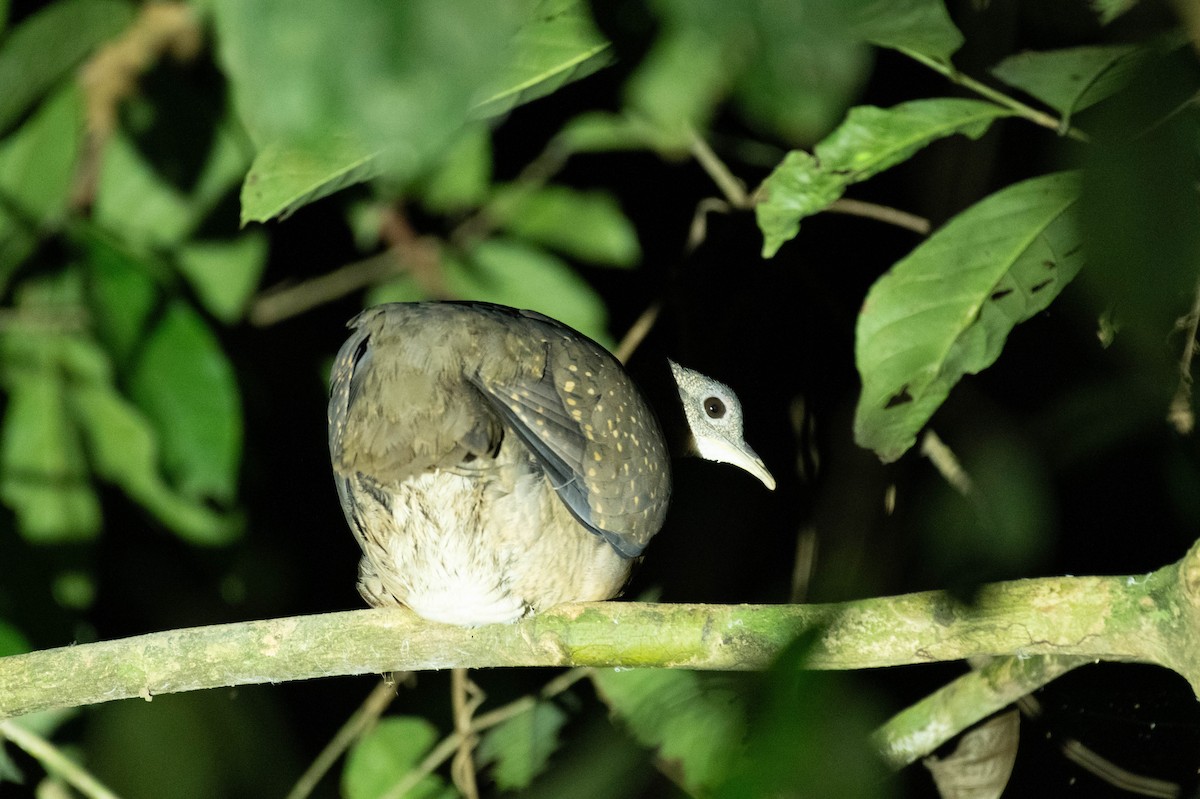 White-throated Tinamou - ML605956731