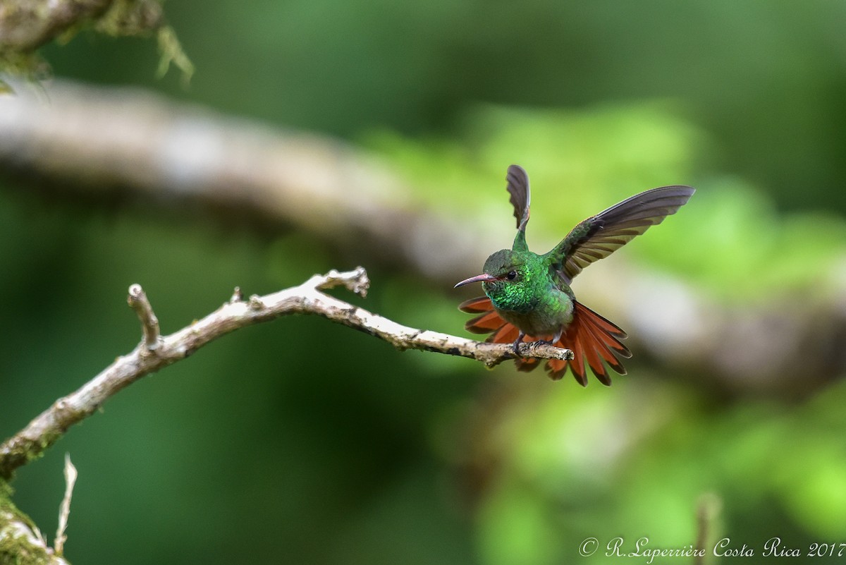 Rufous-tailed Hummingbird - René Laperrière