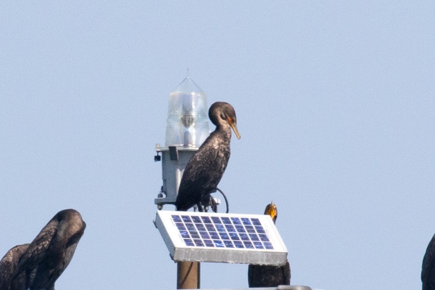 Neotropic Cormorant - ML605958551