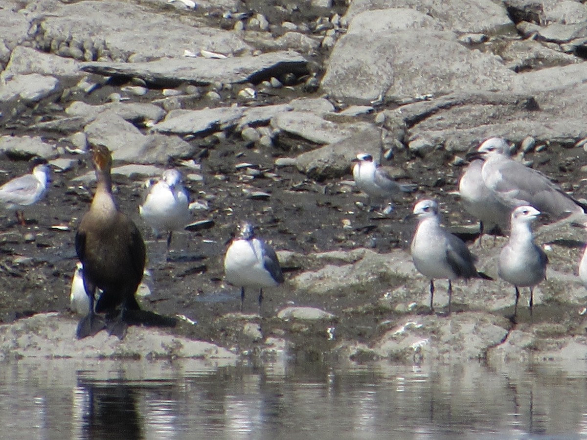 Forster's Tern - ML605958751