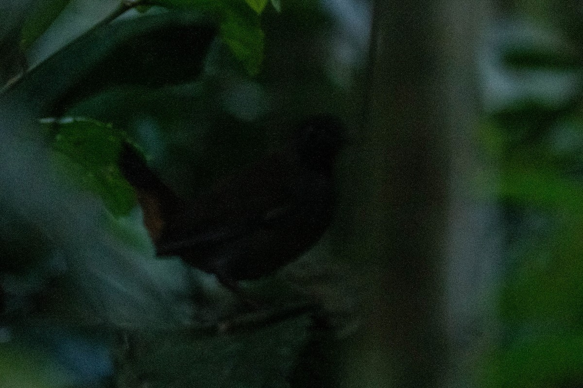 Black-faced Antthrush (Black-faced) - ML605959121