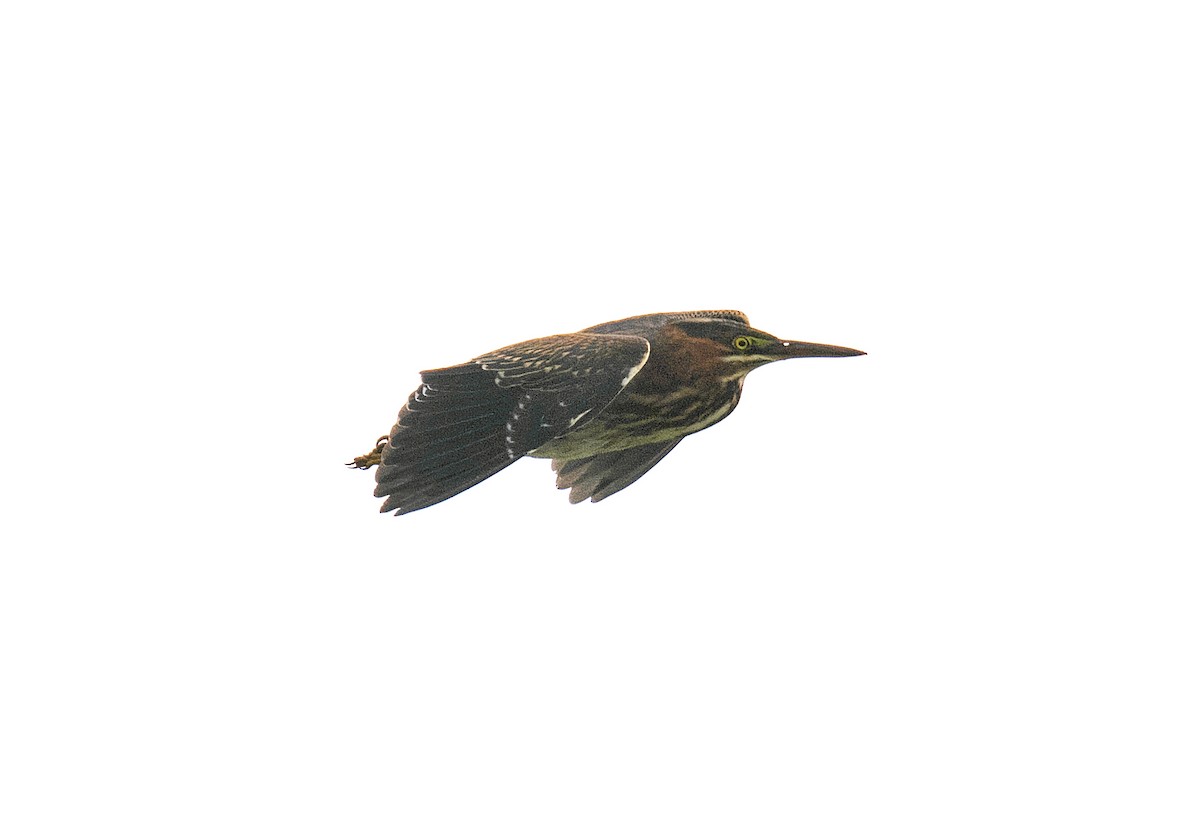 Green Heron - ML605959571