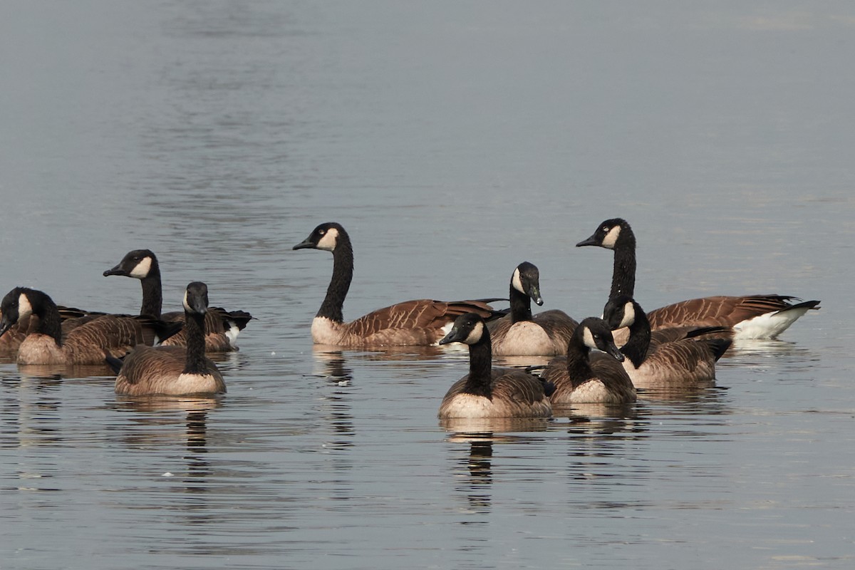 Canada Goose - Elodie Roze