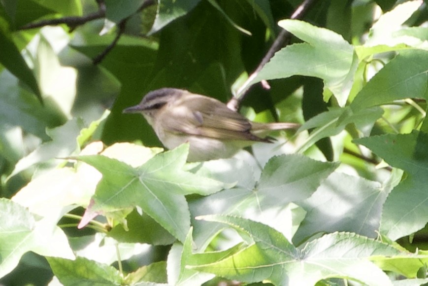 Red-eyed Vireo - ML605960131