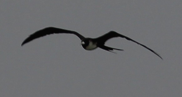 Magnificent Frigatebird - ML605960181