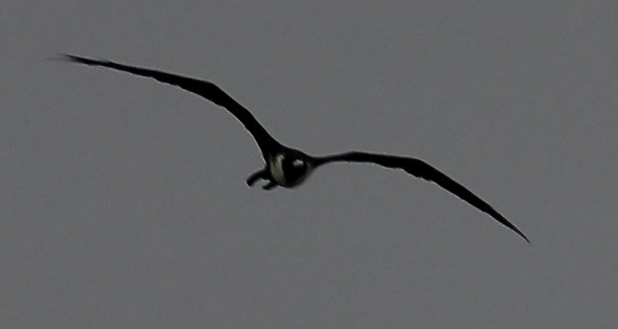 Magnificent Frigatebird - ML605960211