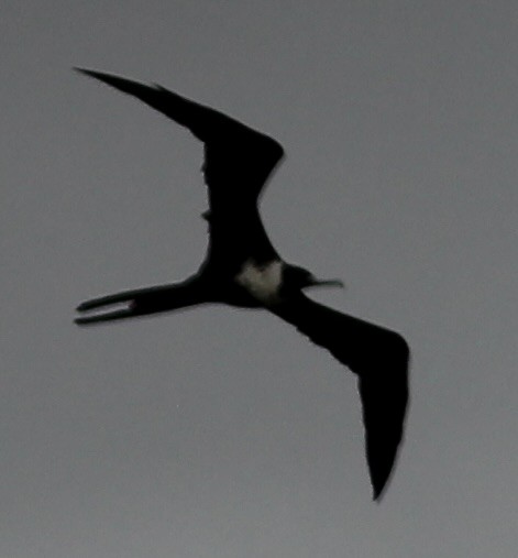 Magnificent Frigatebird - ML605960251