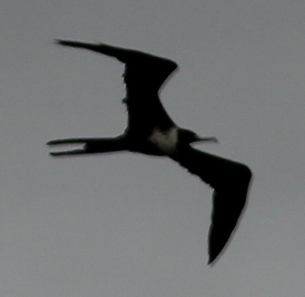 Magnificent Frigatebird - ML605960261