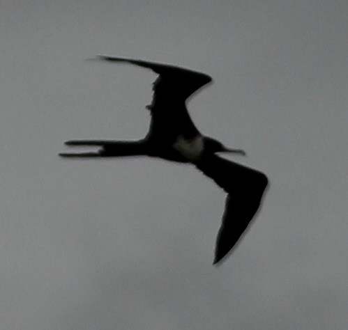 Magnificent Frigatebird - ML605960281