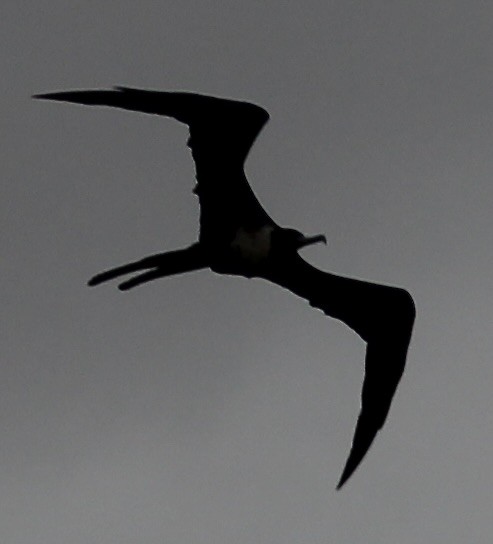 Magnificent Frigatebird - ML605960291