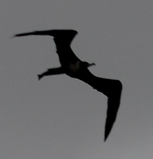 Magnificent Frigatebird - ML605960301