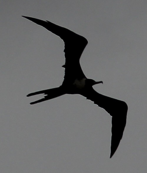 Magnificent Frigatebird - Caleb Gordon