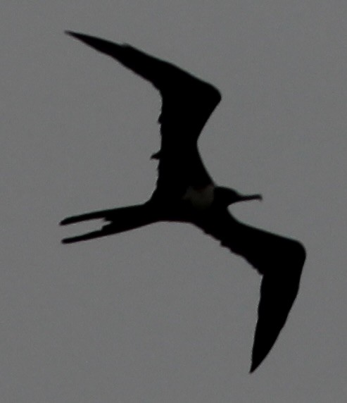 Magnificent Frigatebird - ML605960321