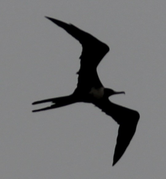 Magnificent Frigatebird - ML605960331