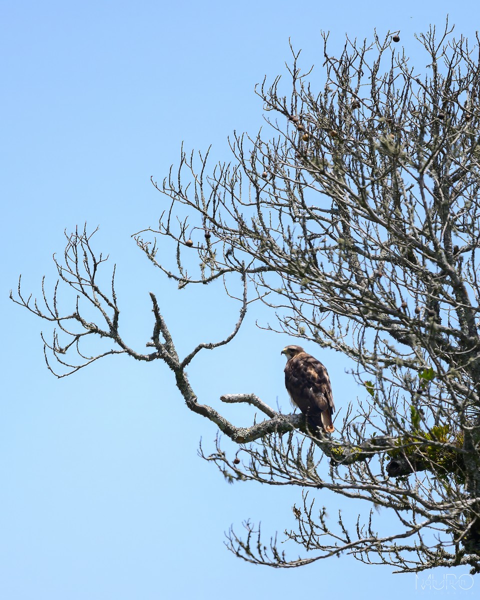 Red-tailed Hawk - Jonathan Muró