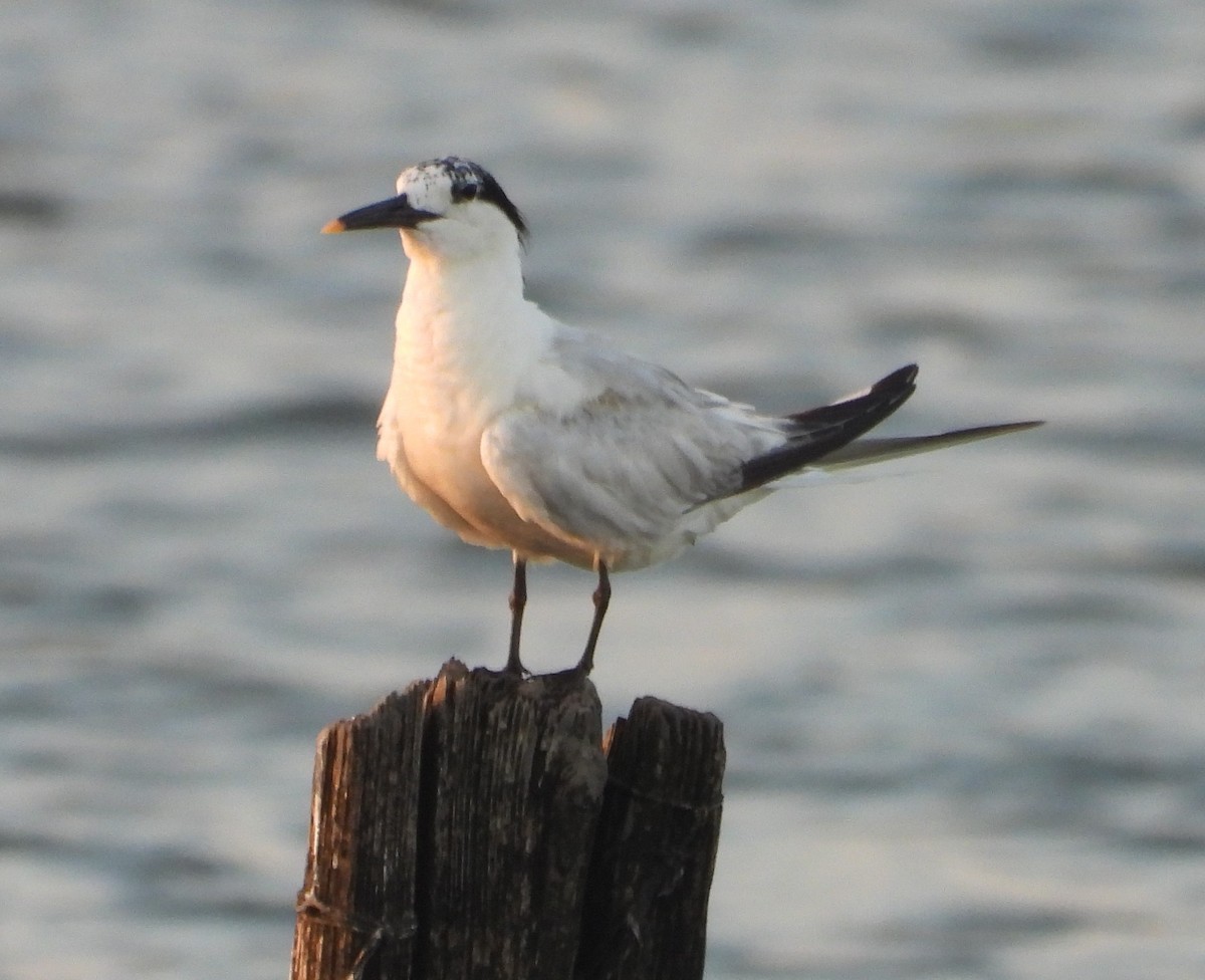 Sandwich Tern - ML605961821