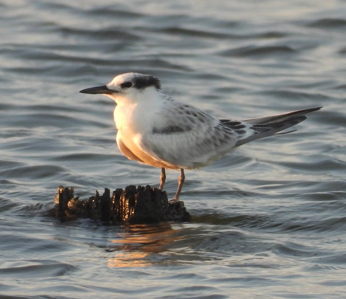 Sandwich Tern - Chris Brantley