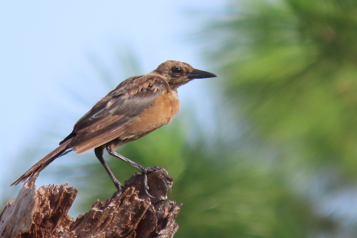 Boat-tailed Grackle - ML605963621