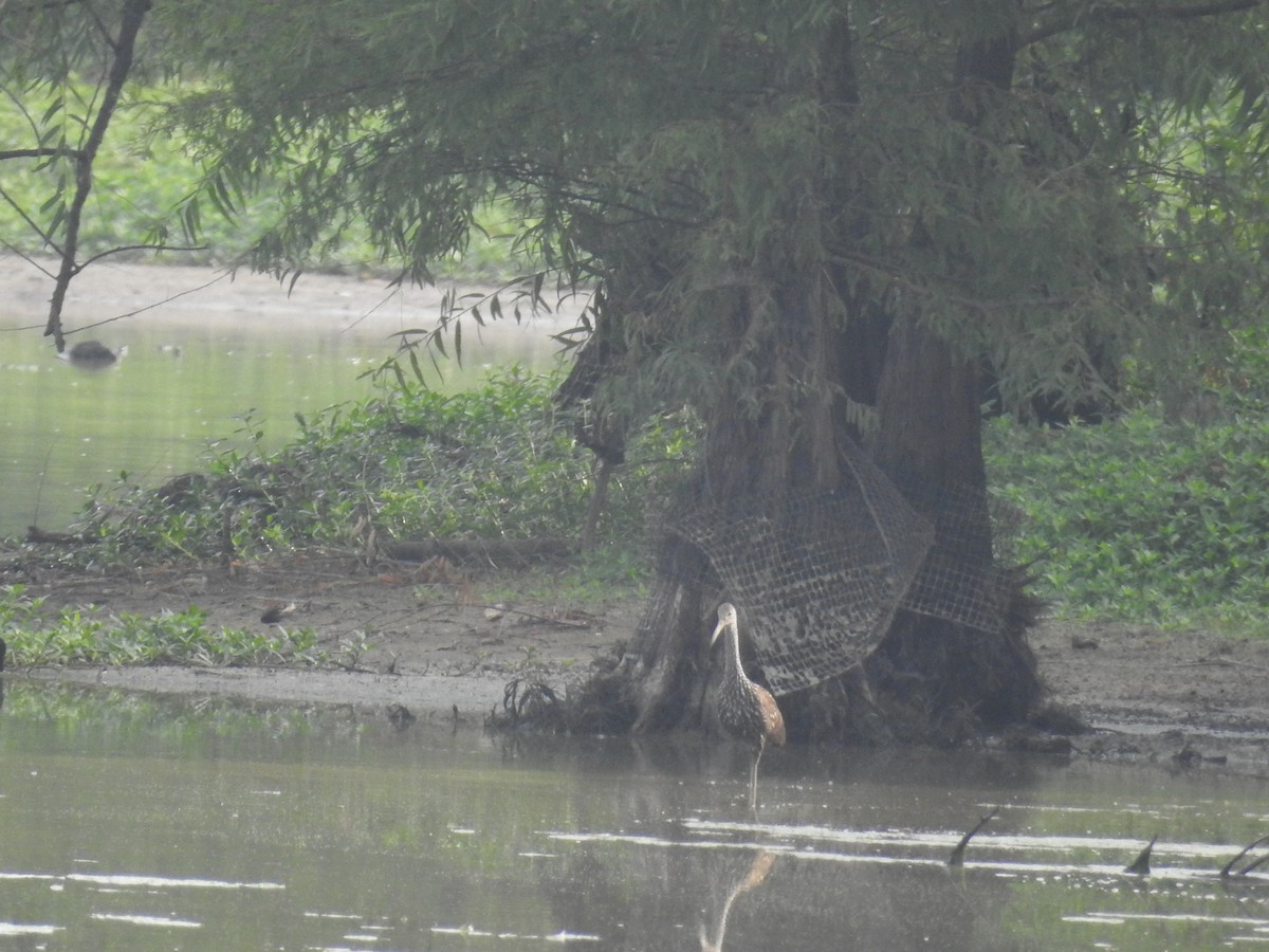 Limpkin - ML605964311