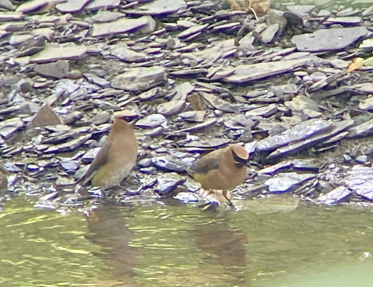 Cedar Waxwing - ML605964721